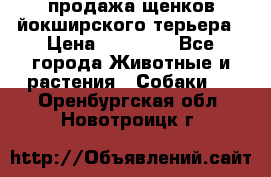 продажа щенков йокширского терьера › Цена ­ 25 000 - Все города Животные и растения » Собаки   . Оренбургская обл.,Новотроицк г.